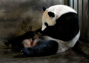 qi-zhen-mother-panda Be the first to see new baby pandas