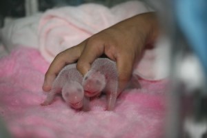 twin-pandas2 Be the first to see new baby pandas