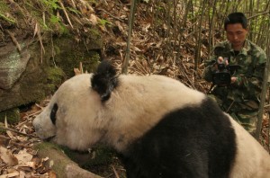 WildChina Chats with China's Leading Nature Photographer WildChina Chats with China's Leading Nature Photographer