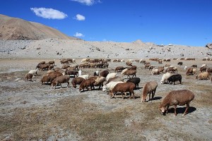 Xinjiang_China travel_luxury WildChina supports Oxford & Cambridge Society's Christmas Charity