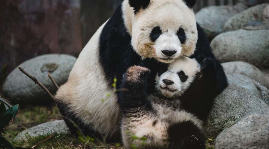 baby panda and parent