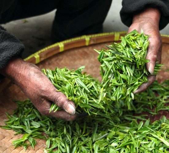 Tea leaves Harvest Fujian