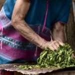 Asia,Culture,Concept,Image,-,View,Of,Fresh,Organic,Tea