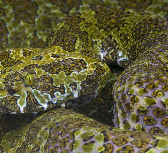 A Herpetological Expedition in China