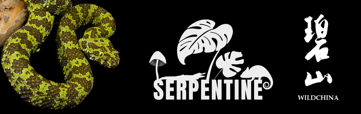 WildChina x Serpentine