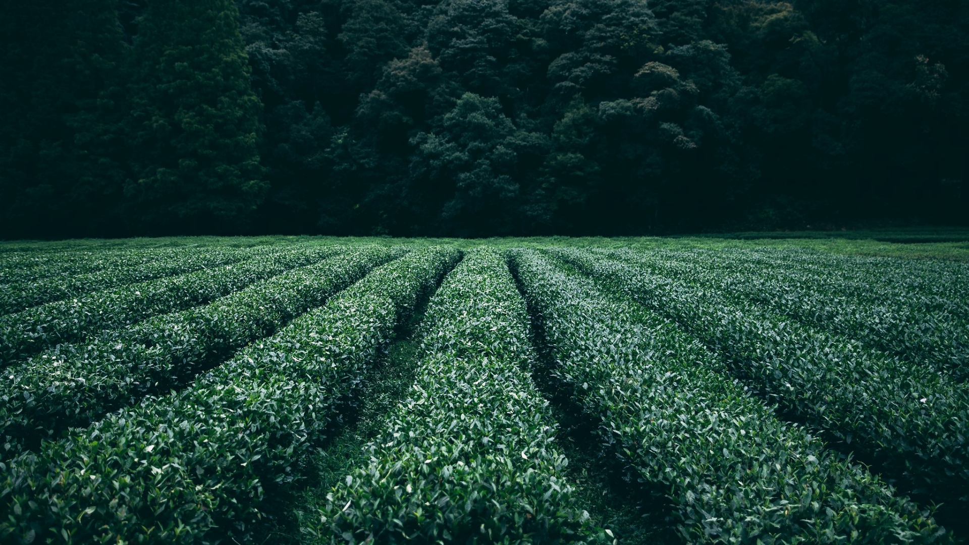 Predeparture Guide Tea Plantation in China