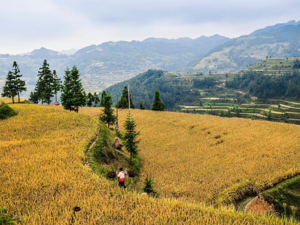 Where to Travel in China in Fall The terraced fields turn golden in rural Guizhou, China.