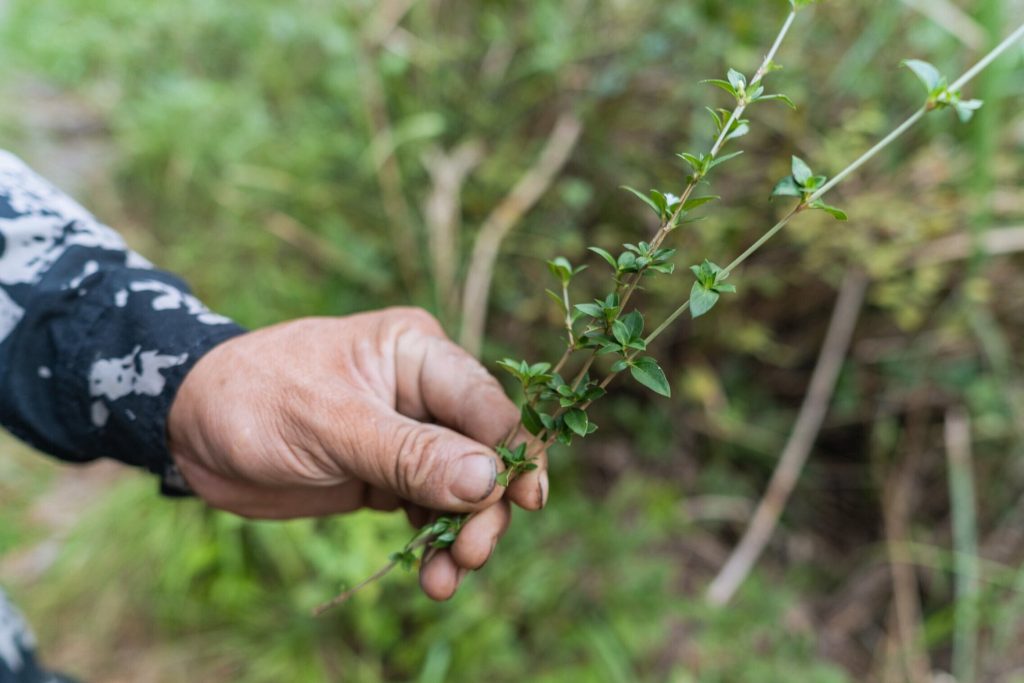 Bendi Stories: Dragon Boat Festival Tea in Songyang, Zhejiang Dragon Boat Festival Tea preparation