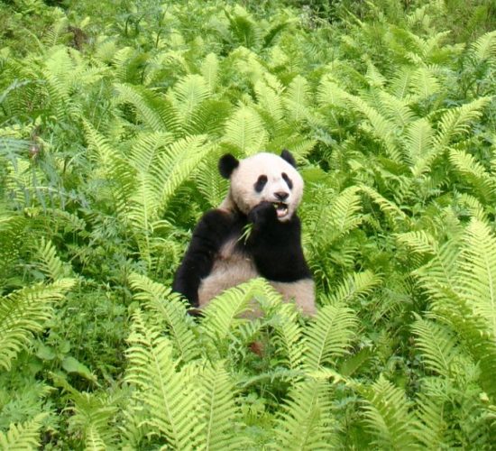 Chengdu city guide- Panda
