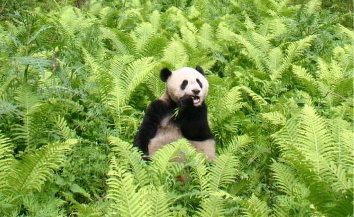 Chengdu city guide- Panda