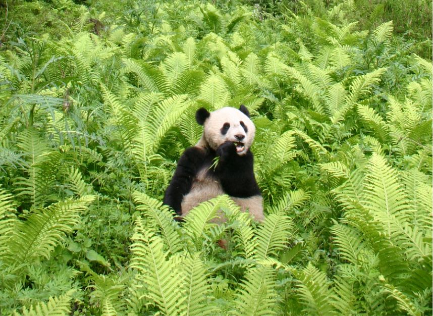 Chengdu city guide- Panda