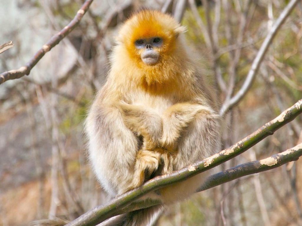 Winter Wildlife in China Winter Wildlife in China