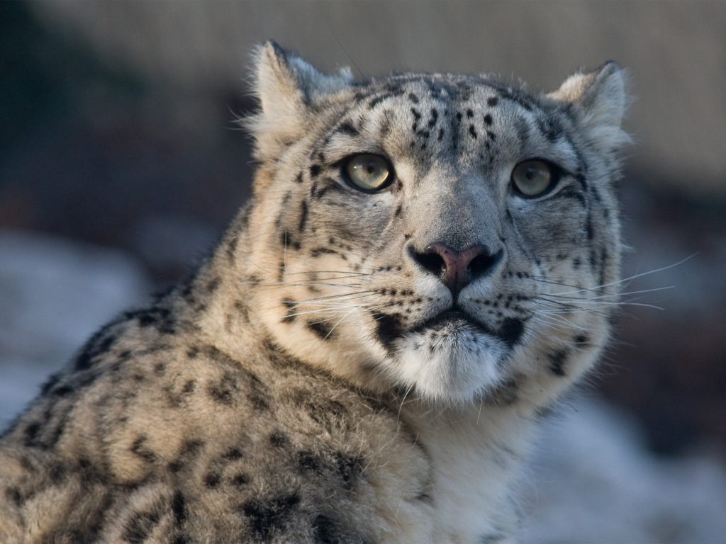 Winter Wildlife in China Winter Wildlife in China