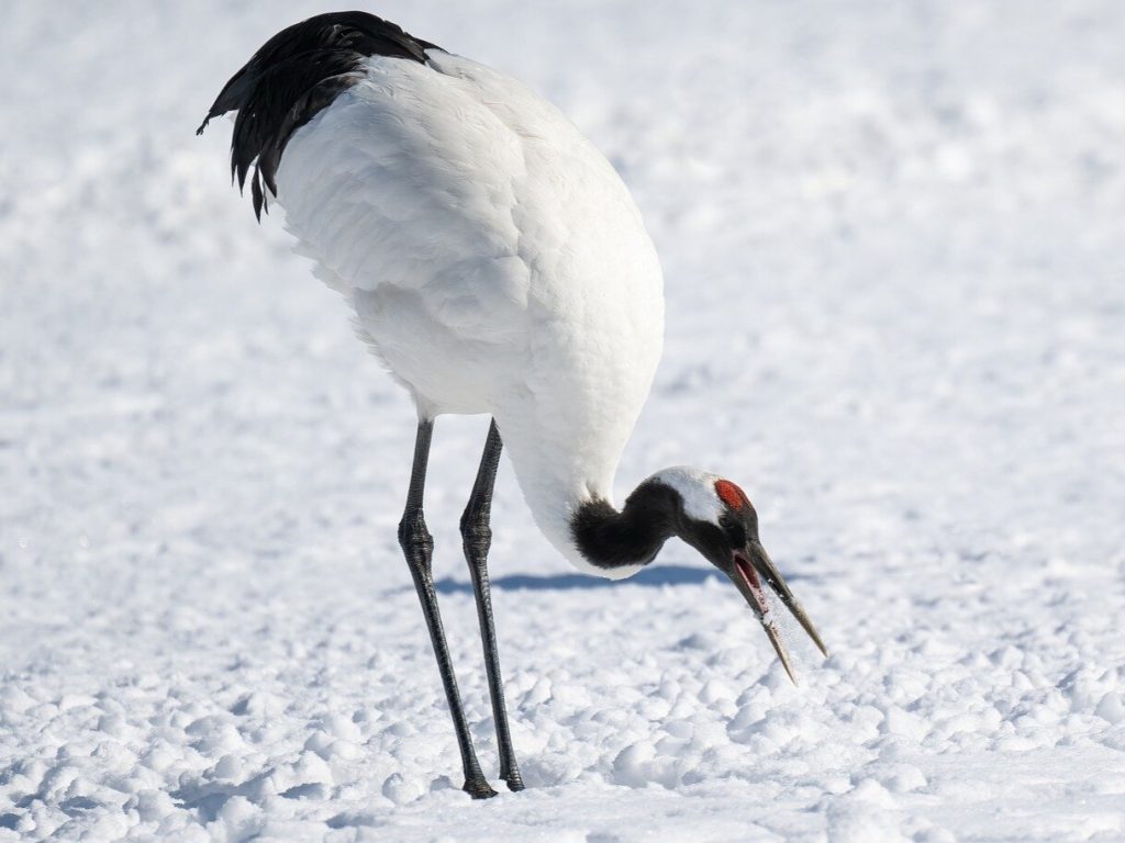 Winter Wildlife in China Winter Wildlife in China