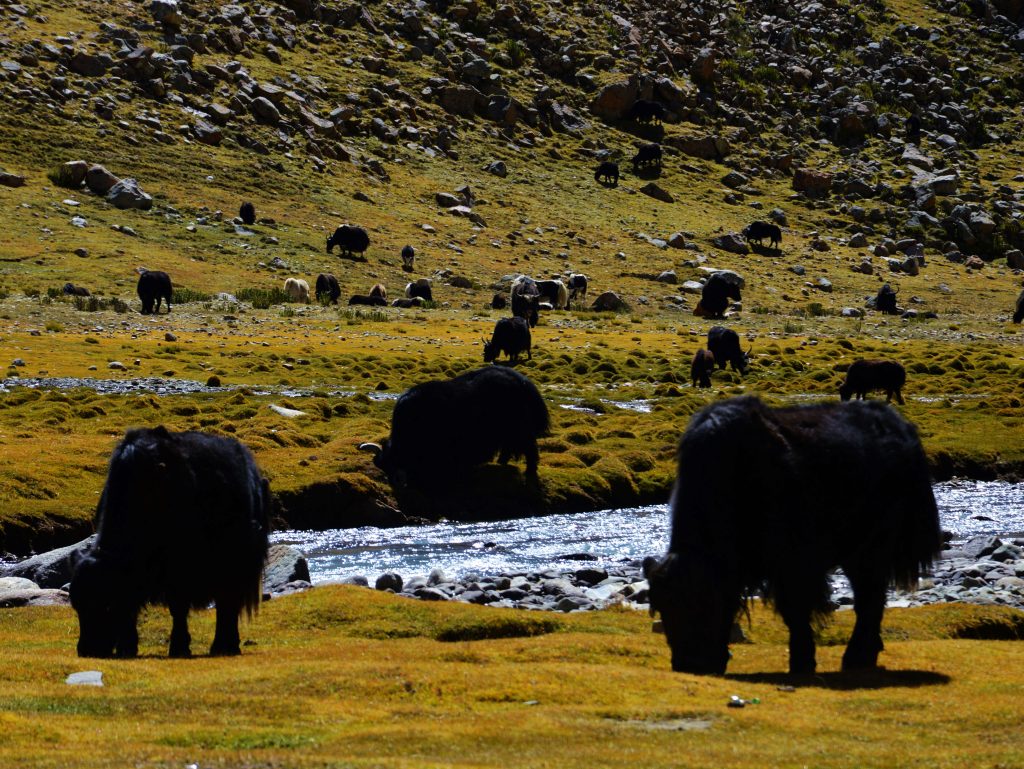 Winter Wildlife in China Winter Wildlife in China