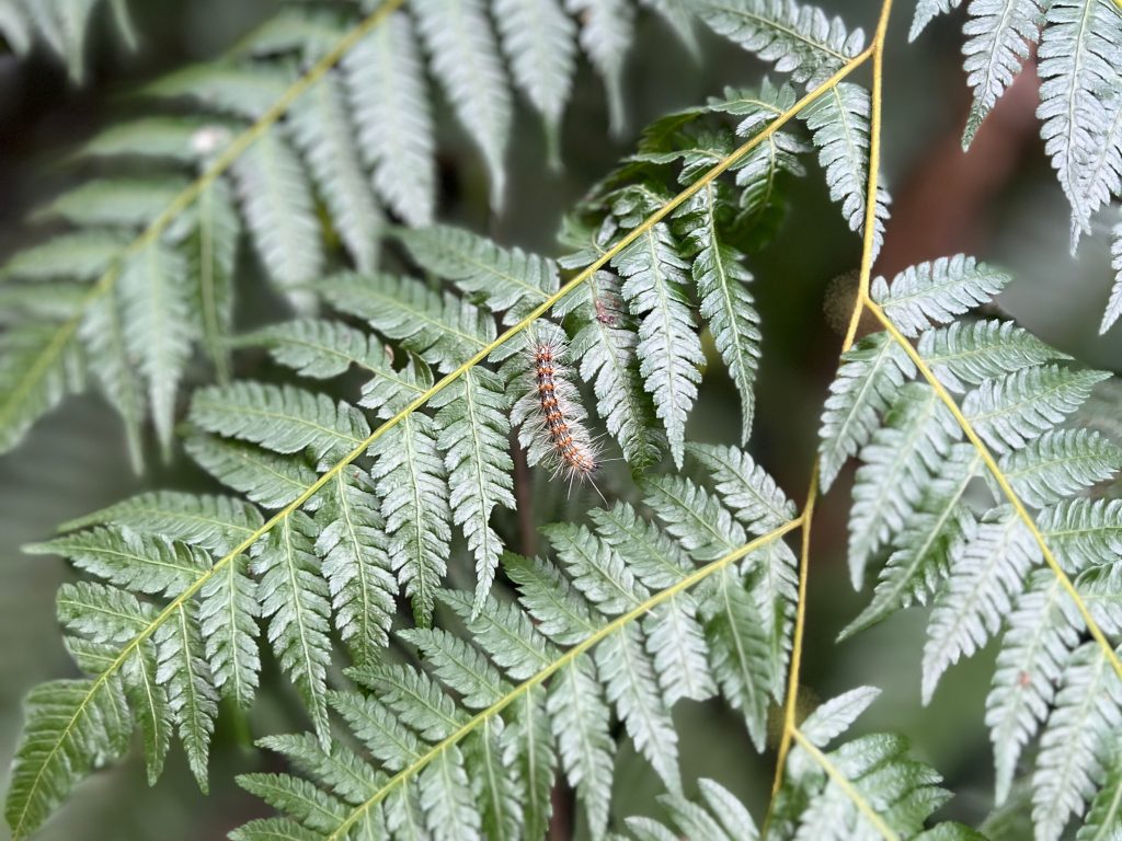 Discovering the Wonders of Chongzuo Discovering the Wonders of Chongzuo