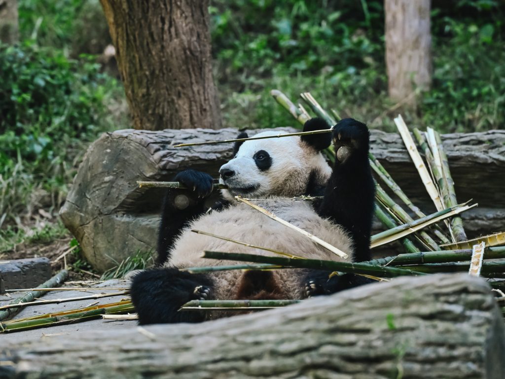 Chengdu: A Family Adventure in China’s Panda Capital Chengdu: A Family Adventure in China’s Panda Capital