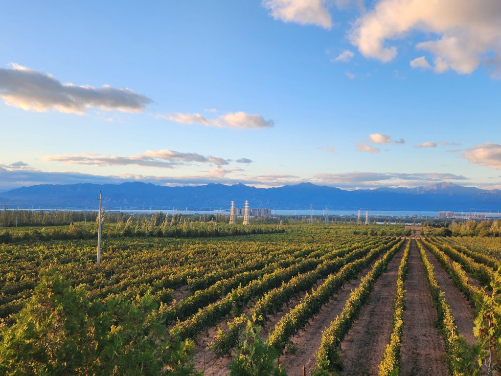 Bendi Stories: Crafting Fine Wine in China’s Huailai Region Bendi Stories: Crafting Fine Wine in China’s Huailai Region