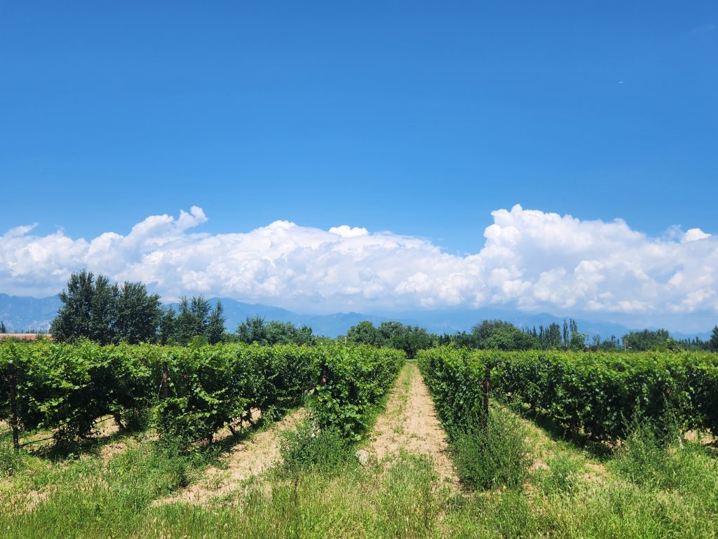 Bendi Stories: Crafting Fine Wine in China’s Huailai Region Bendi Stories: Crafting Fine Wine in China’s Huailai Region