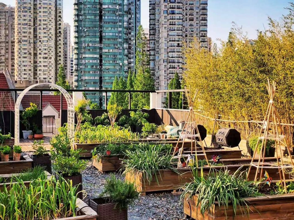 Rooftop Farming: Cultivating Green Spaces in a Chinese Megacity Rooftop Farming: Cultivating Green Spaces in a Chinese Megacity