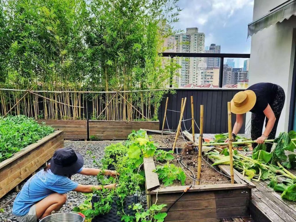 Rooftop Farming: Cultivating Green Spaces in a Chinese Megacity Rooftop Farming: Cultivating Green Spaces in a Chinese Megacity