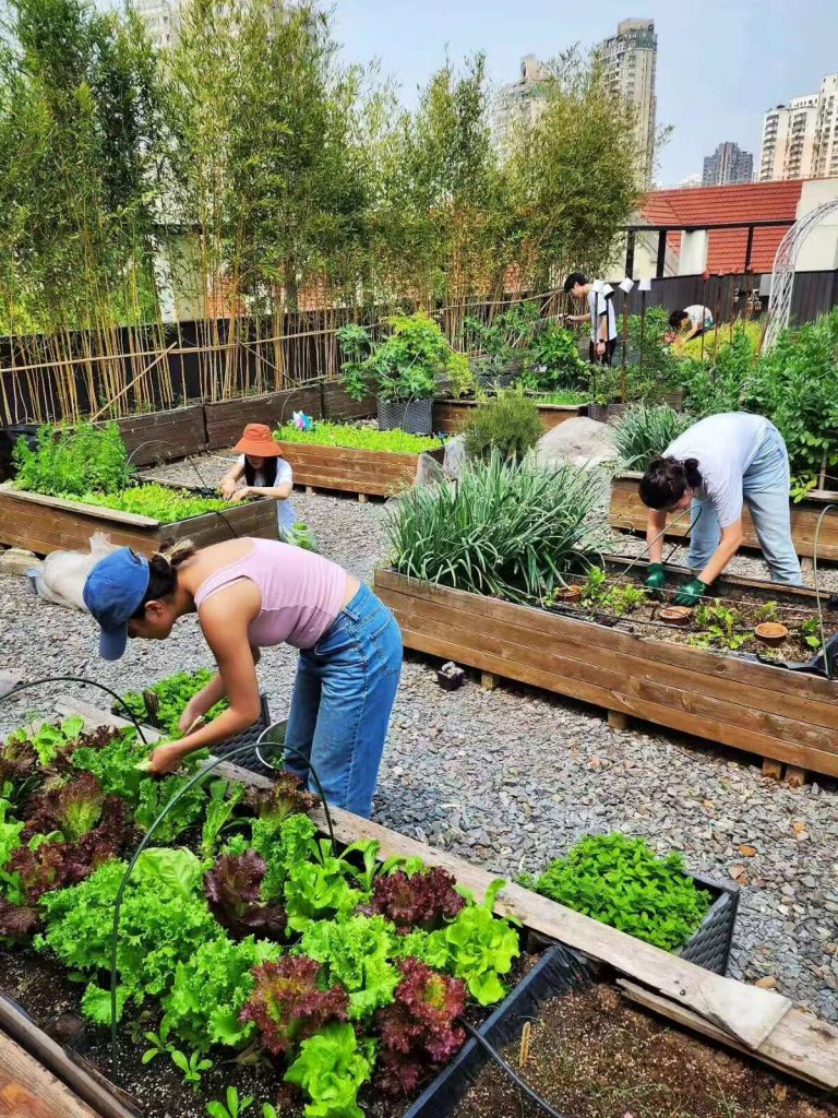 Rooftop Farming: Cultivating Green Spaces in a Chinese Megacity Rooftop Farming: Cultivating Green Spaces in a Chinese Megacity