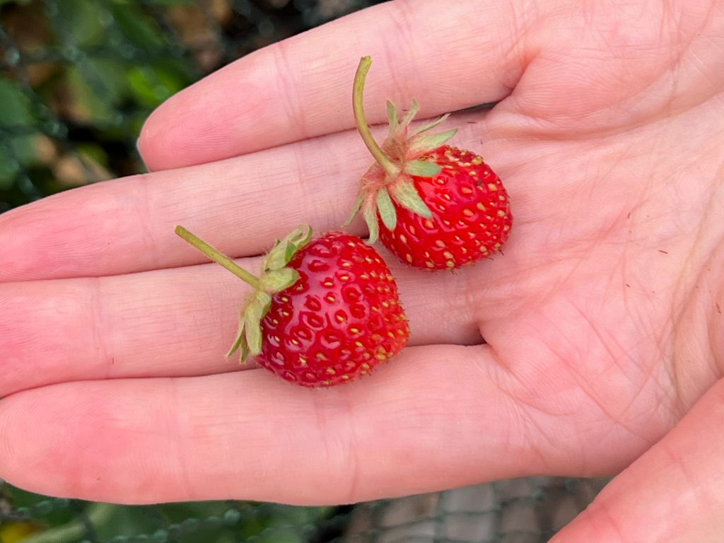 Rooftop Farming: Cultivating Green Spaces in a Chinese Megacity Rooftop Farming: Cultivating Green Spaces in a Chinese Megacity