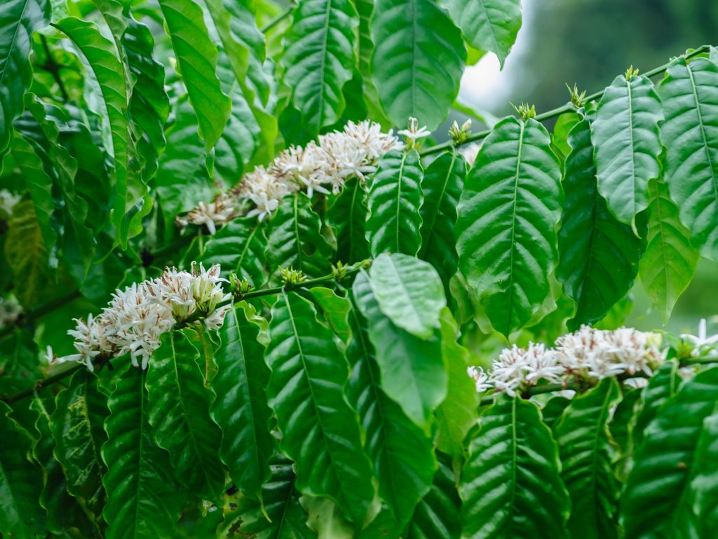 Coffee in China: A Taste of Place