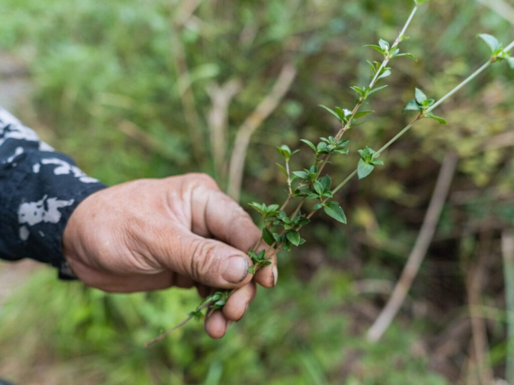Songyang, Zhejiang: A Landscape in Motion Songyang, Zhejiang: A Landscape in Motion