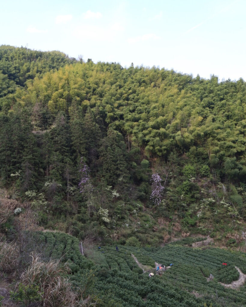 Songyang, Zhejiang: A Landscape in Motion Songyang, Zhejiang: A Landscape in Motion