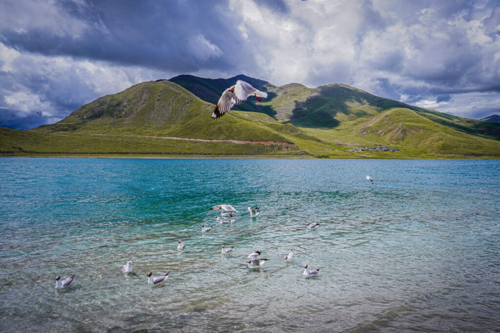Birding in China: Where to See Birdlife Birding in China: Where to See Birdlife