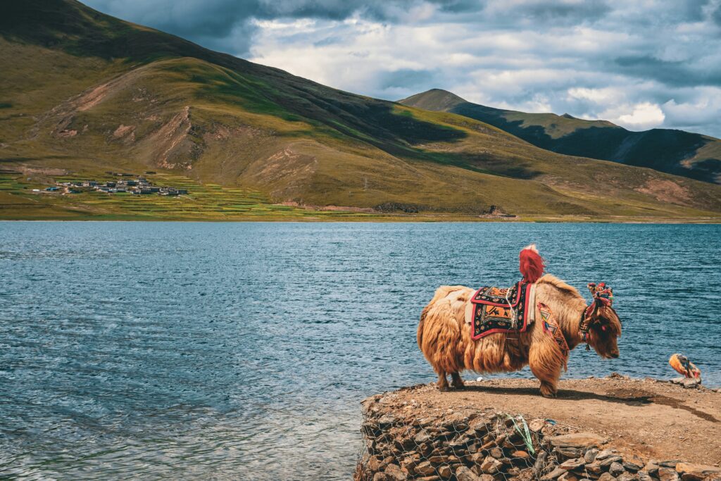 Tibet tours - A yak standing on the shores of a glacier lake in Tibet.