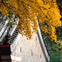 Gingko in the hutong