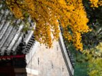 Gingko in the hutong
